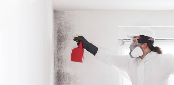 Best Professional Mold Removal  in Brownsburg, IN